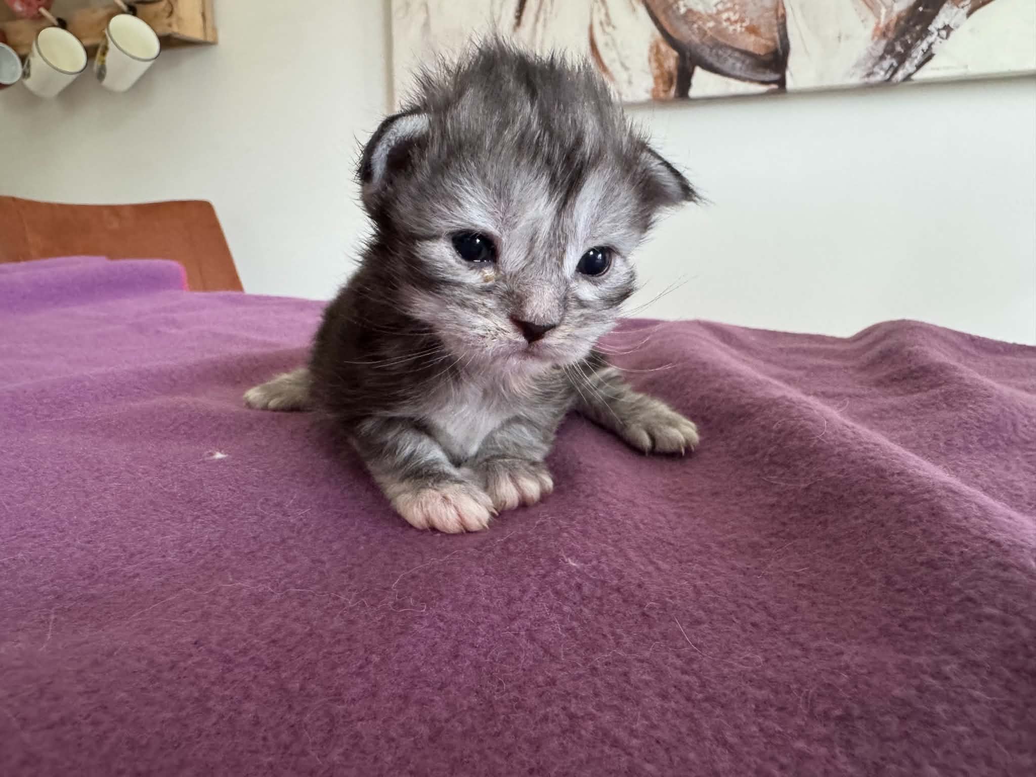 ANGEL, black silver mackerel torbie (fs23)