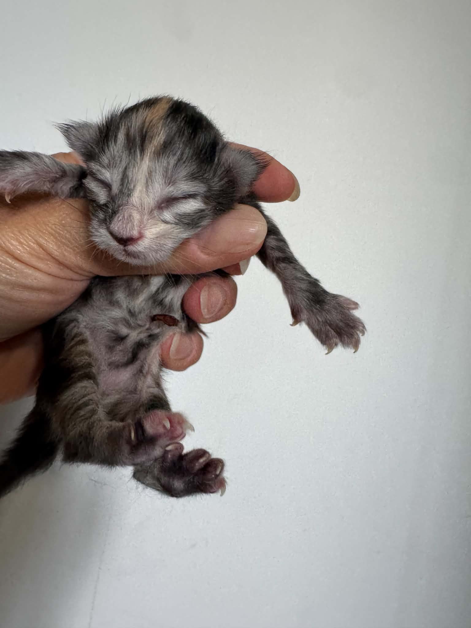 BB #1, Mei et Teddy