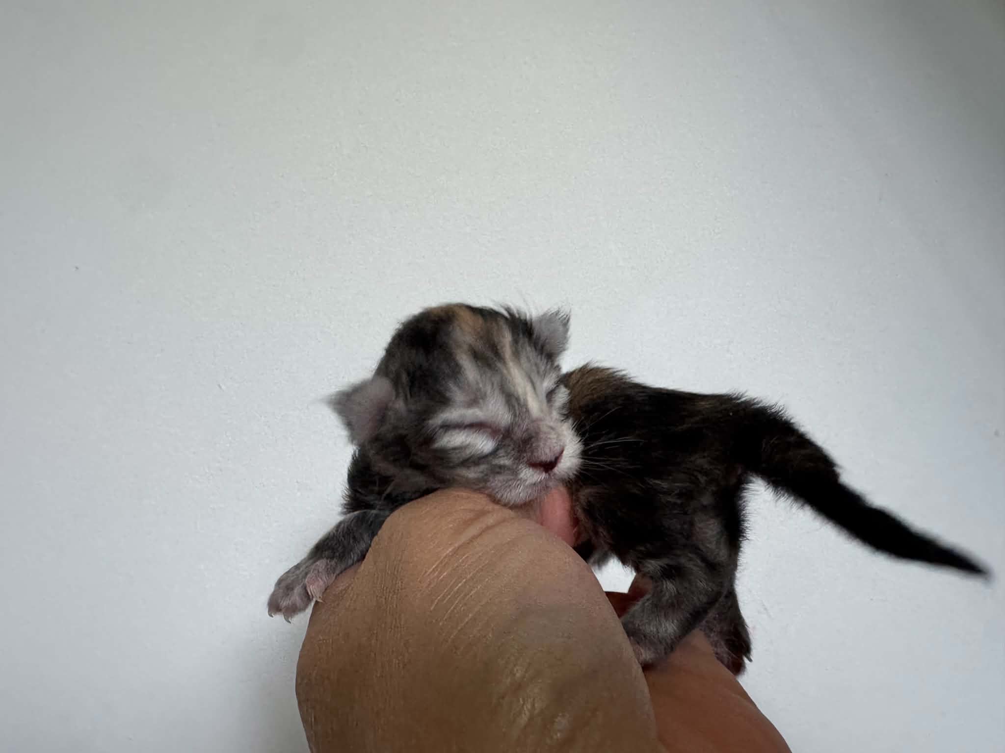 BB #1, Mei et Teddy