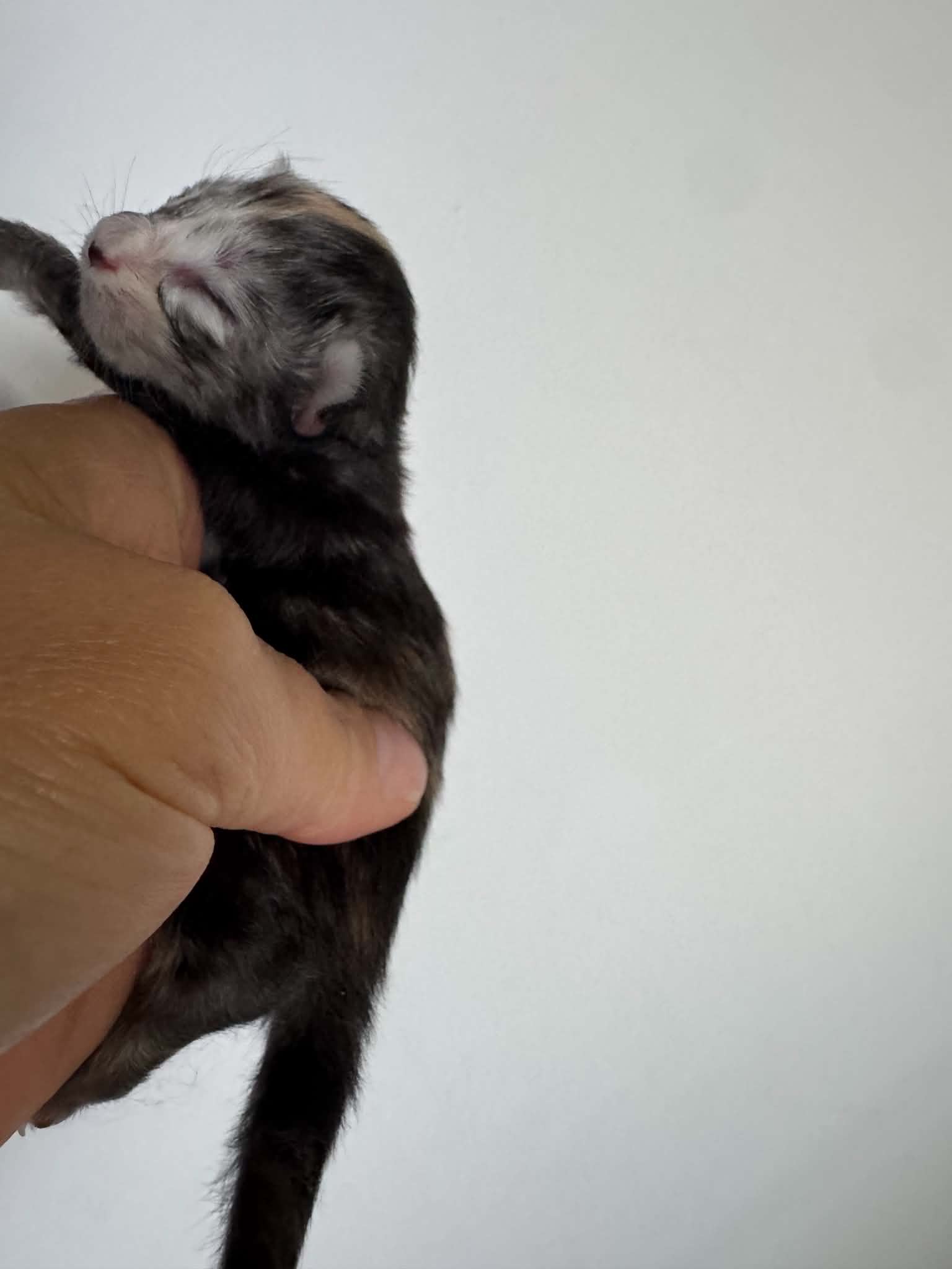 BB #1, Mei et Teddy