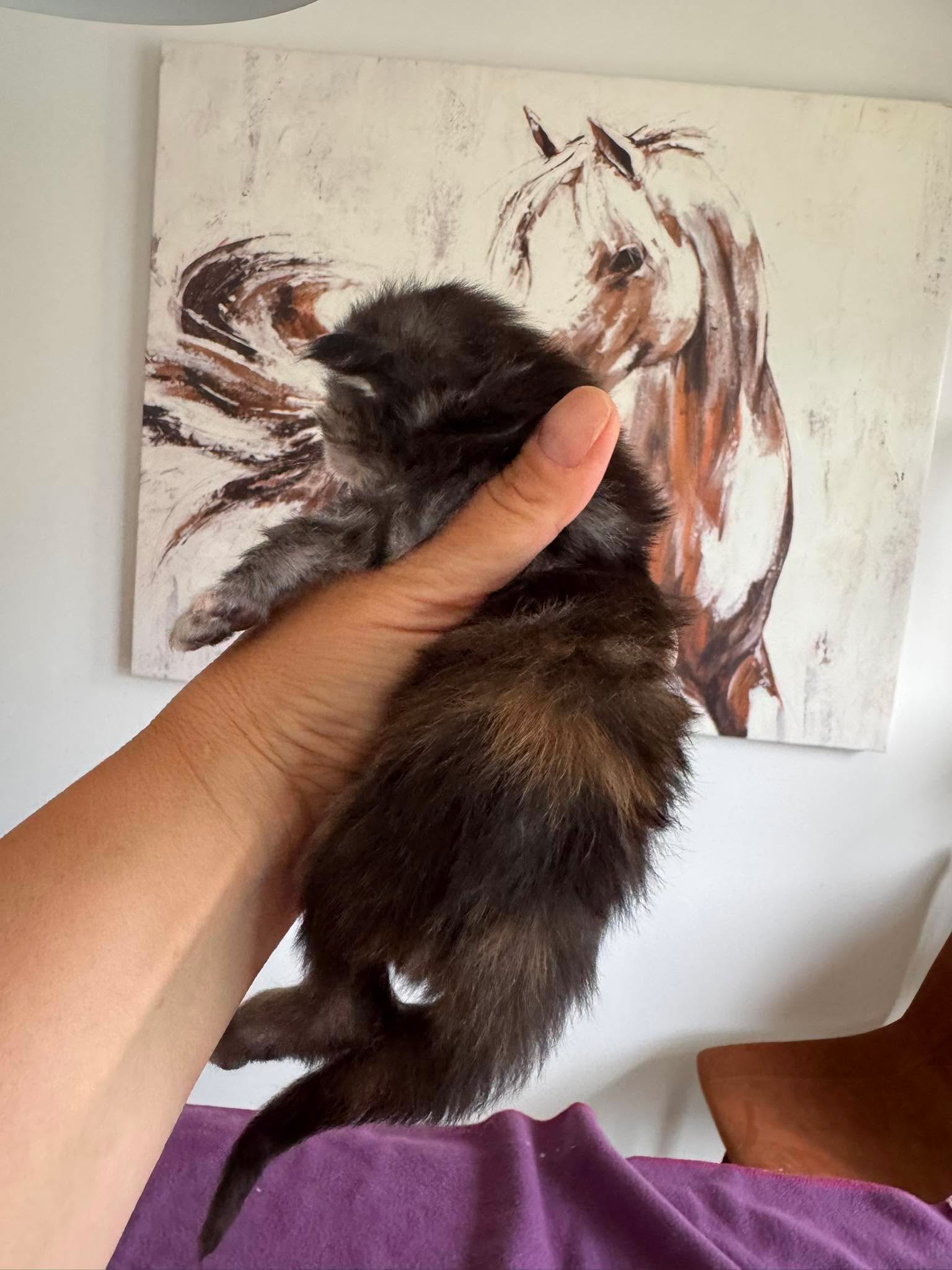 MARCELINE, black silver torbie (fs22)