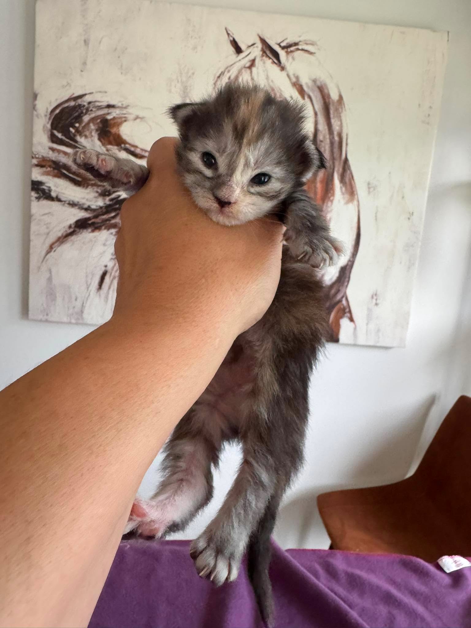 MARCELINE, black silver torbie (fs22)
