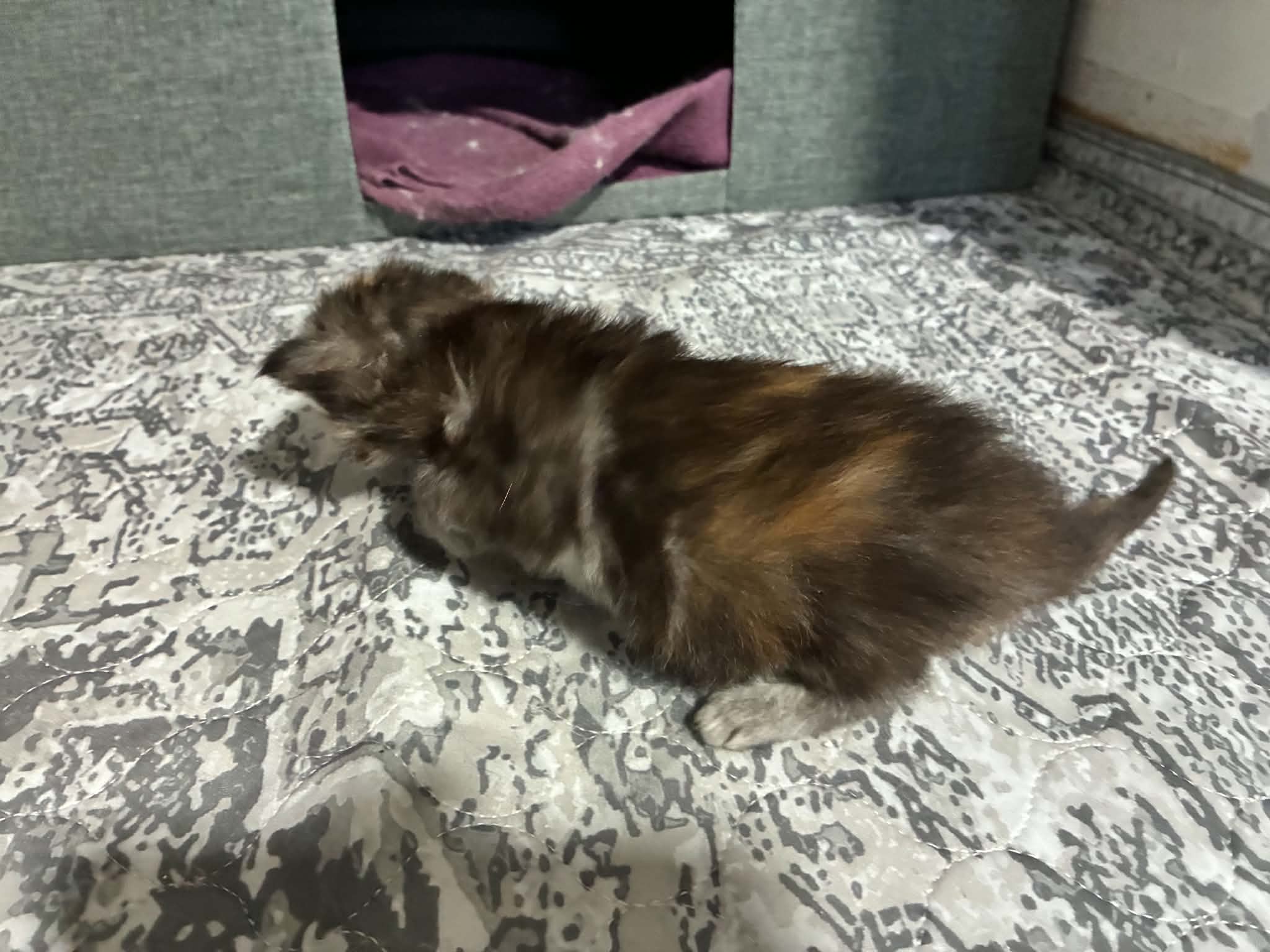 MARCELINE, black silver torbie (fs22)
