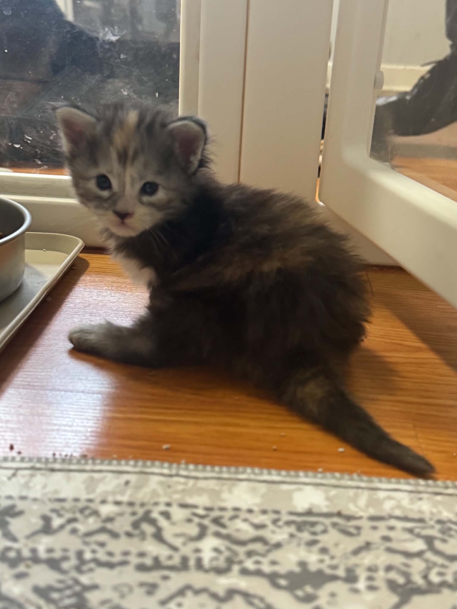 MARCELINE, black silver torbie (fs22)