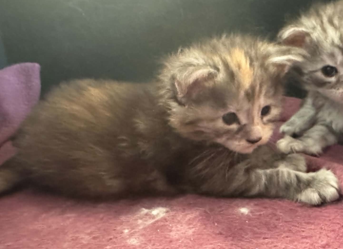 MARCELINE, black silver torbie (fs22)