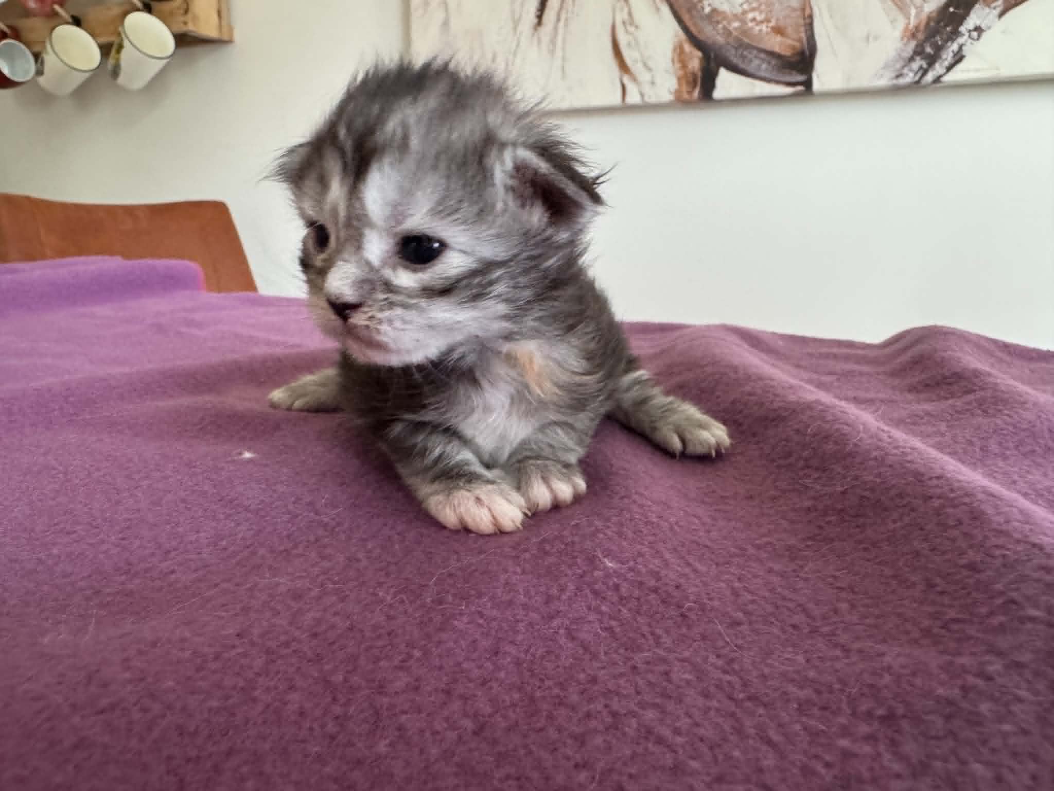 ANGEL, black silver mackerel torbie (fs23)