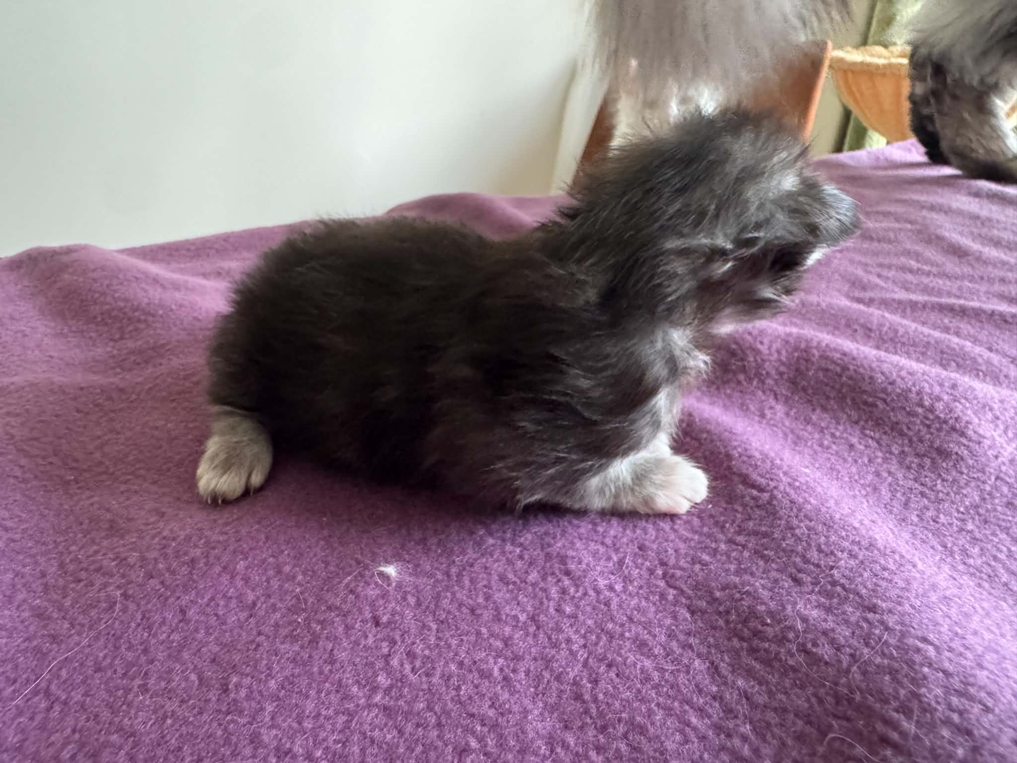 ANGEL, black silver mackerel torbie (fs23)