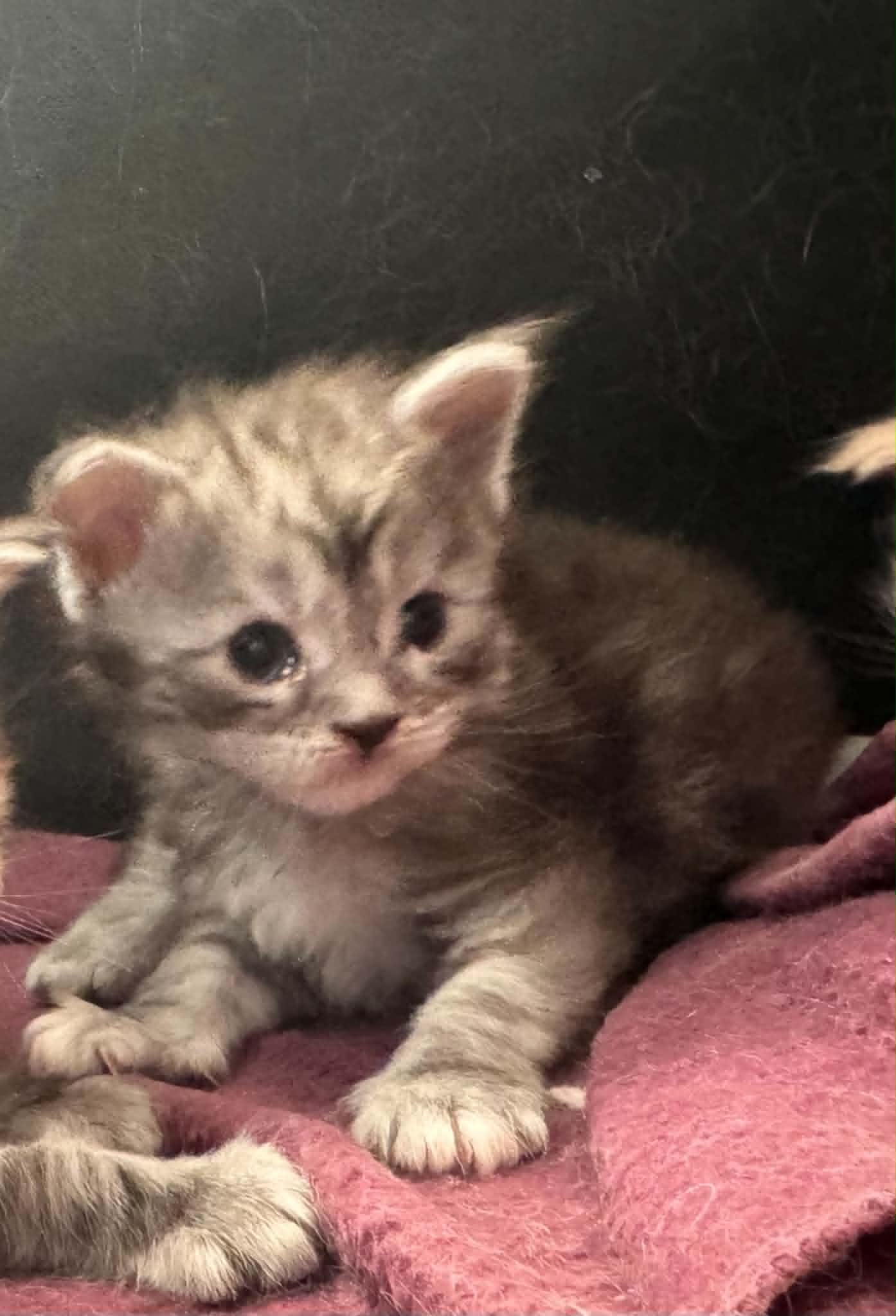 ANGEL, black silver mackerel torbie (fs23)