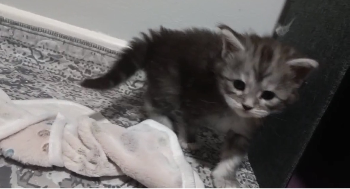 ANGEL, black silver mackerel torbie (fs23)