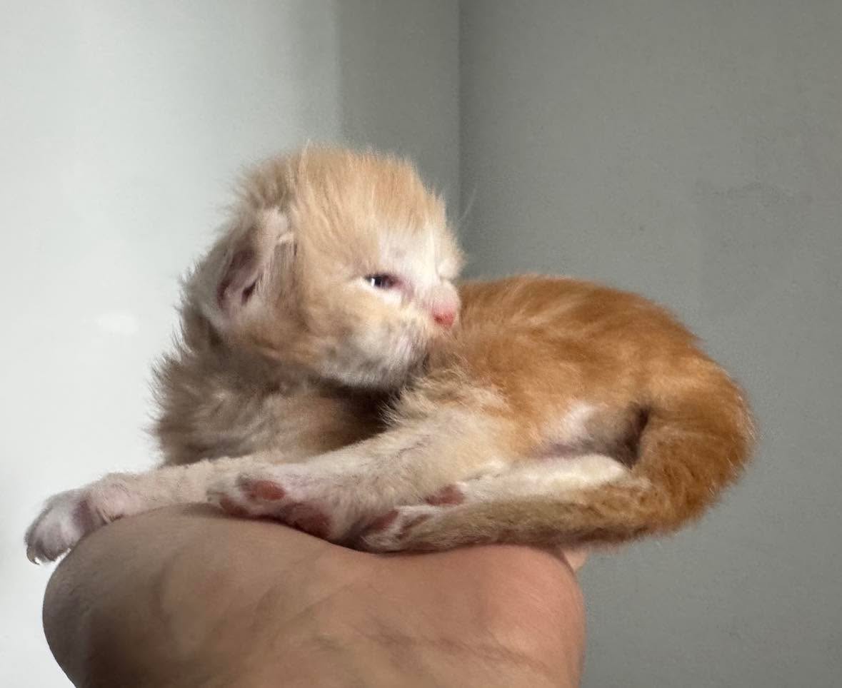 GARFIELD, red silver mackerel tabby (ds23)