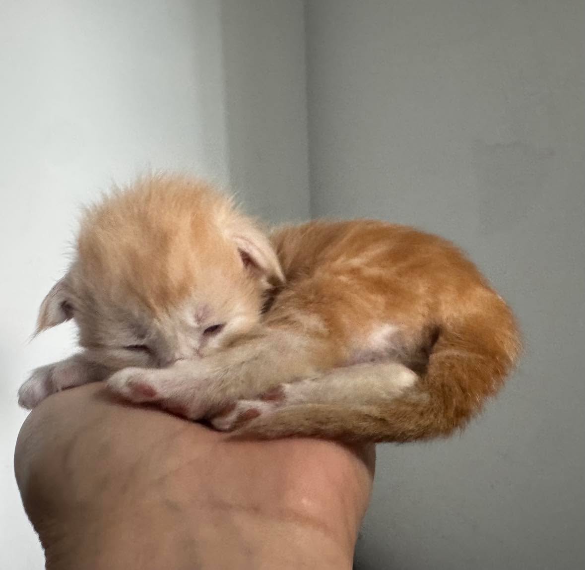 GARFIELD, red silver mackerel tabby (ds23)