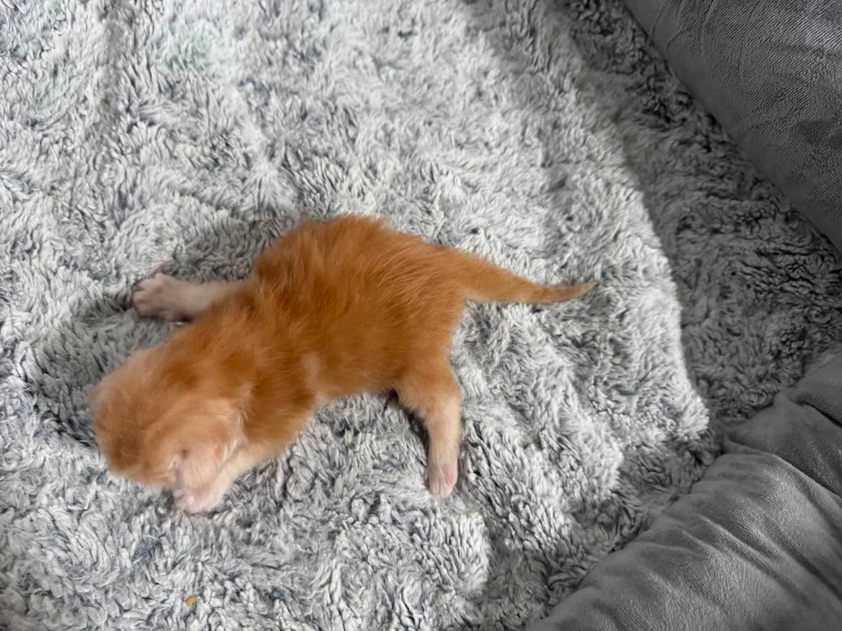 GARFIELD, red silver mackerel tabby (ds23)
