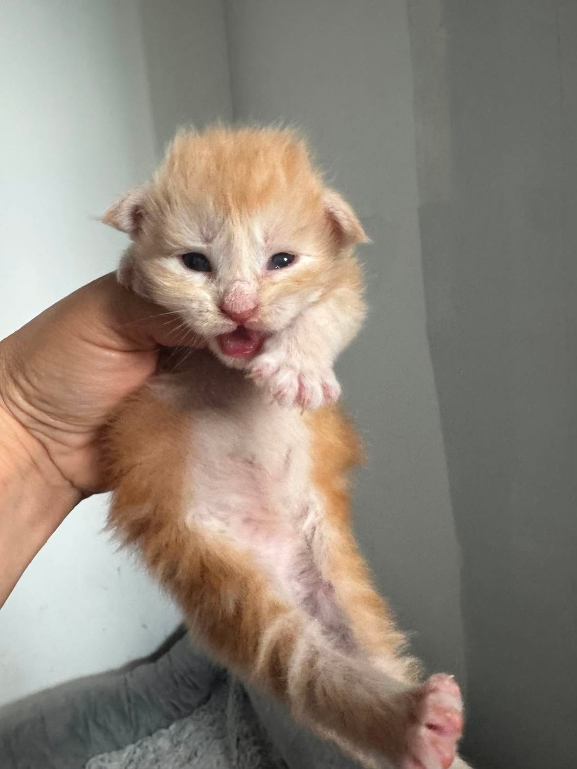 GARFIELD, red silver mackerel tabby (ds23)