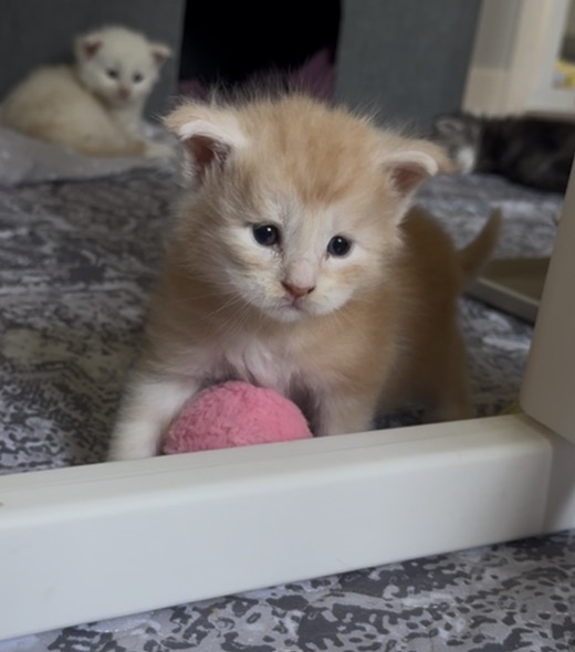 GARFIELD, red silver mackerel tabby (ds23)