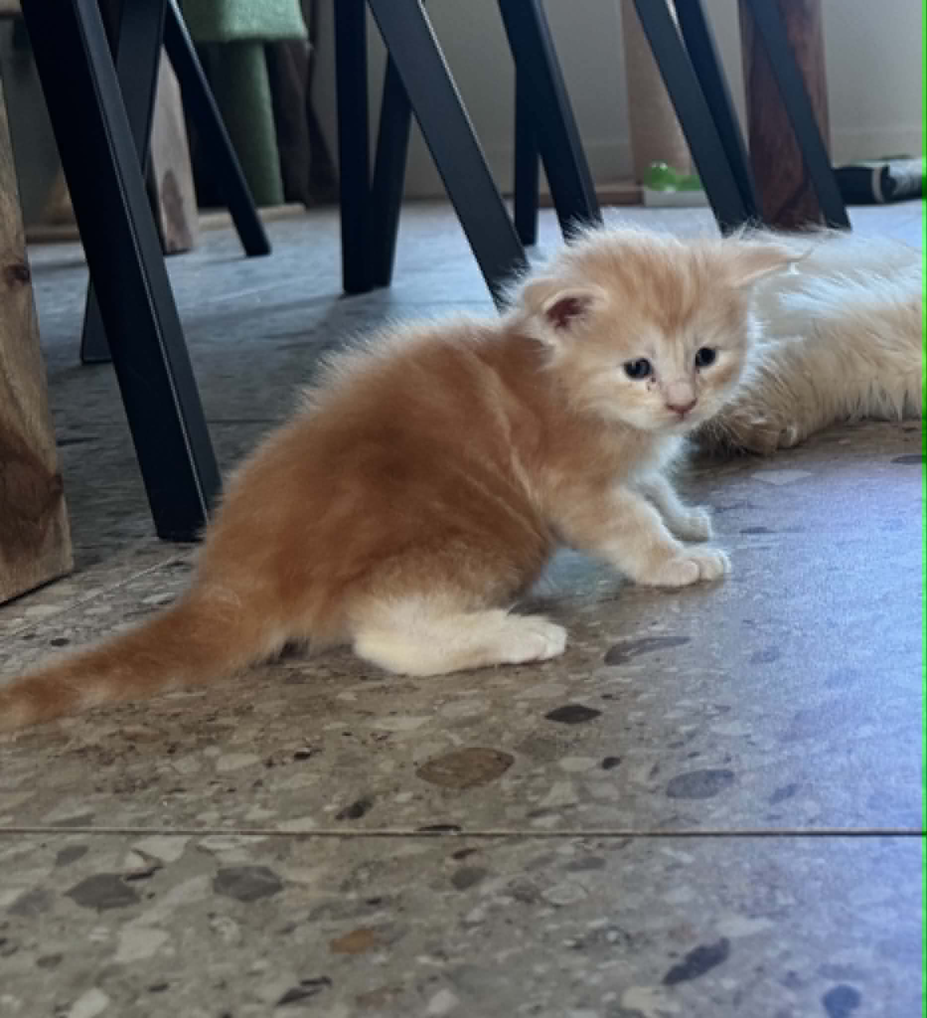 GARFIELD, red silver mackerel tabby (ds23)