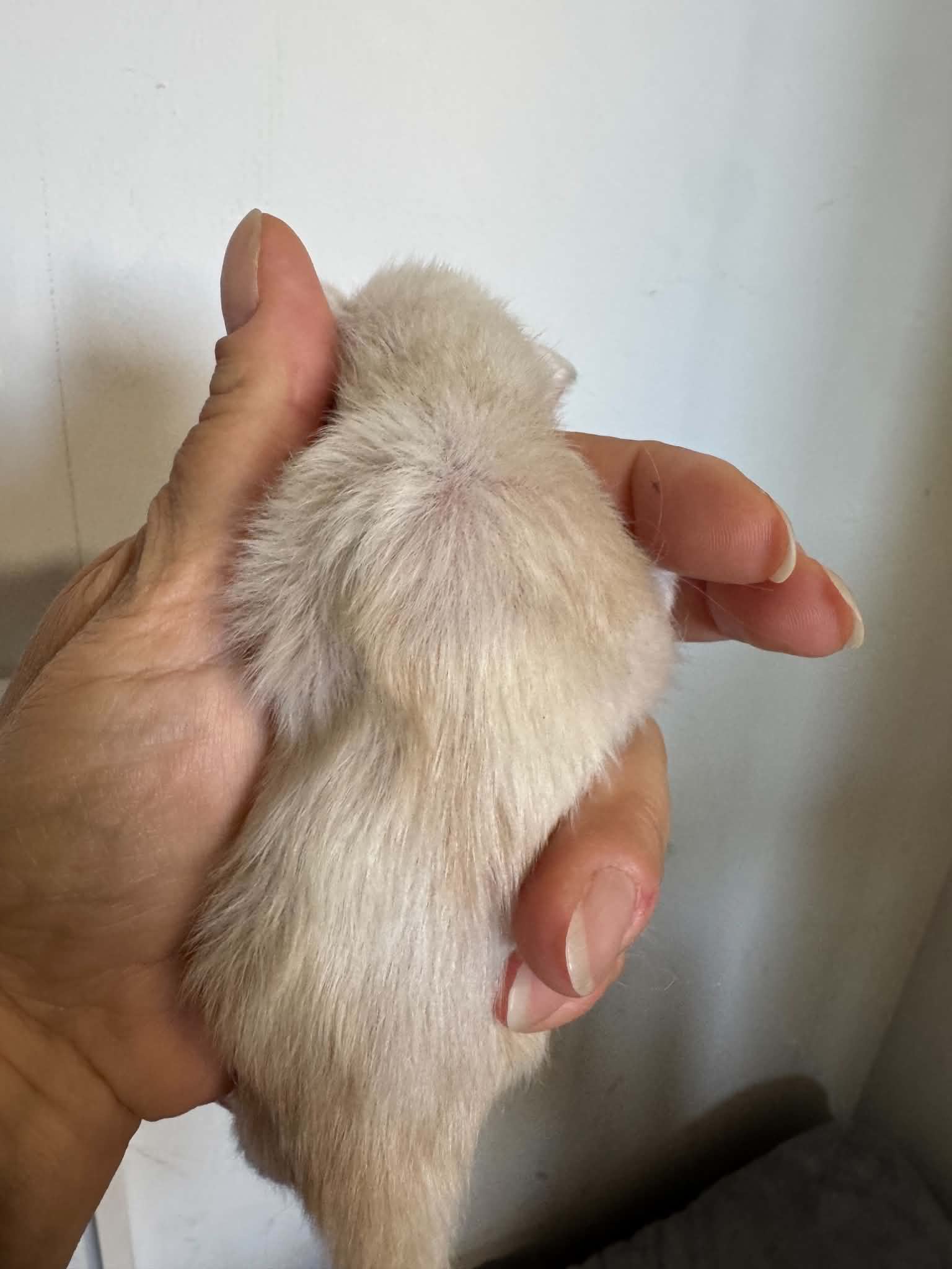 RENGAR, crème chinchilla (es12)
