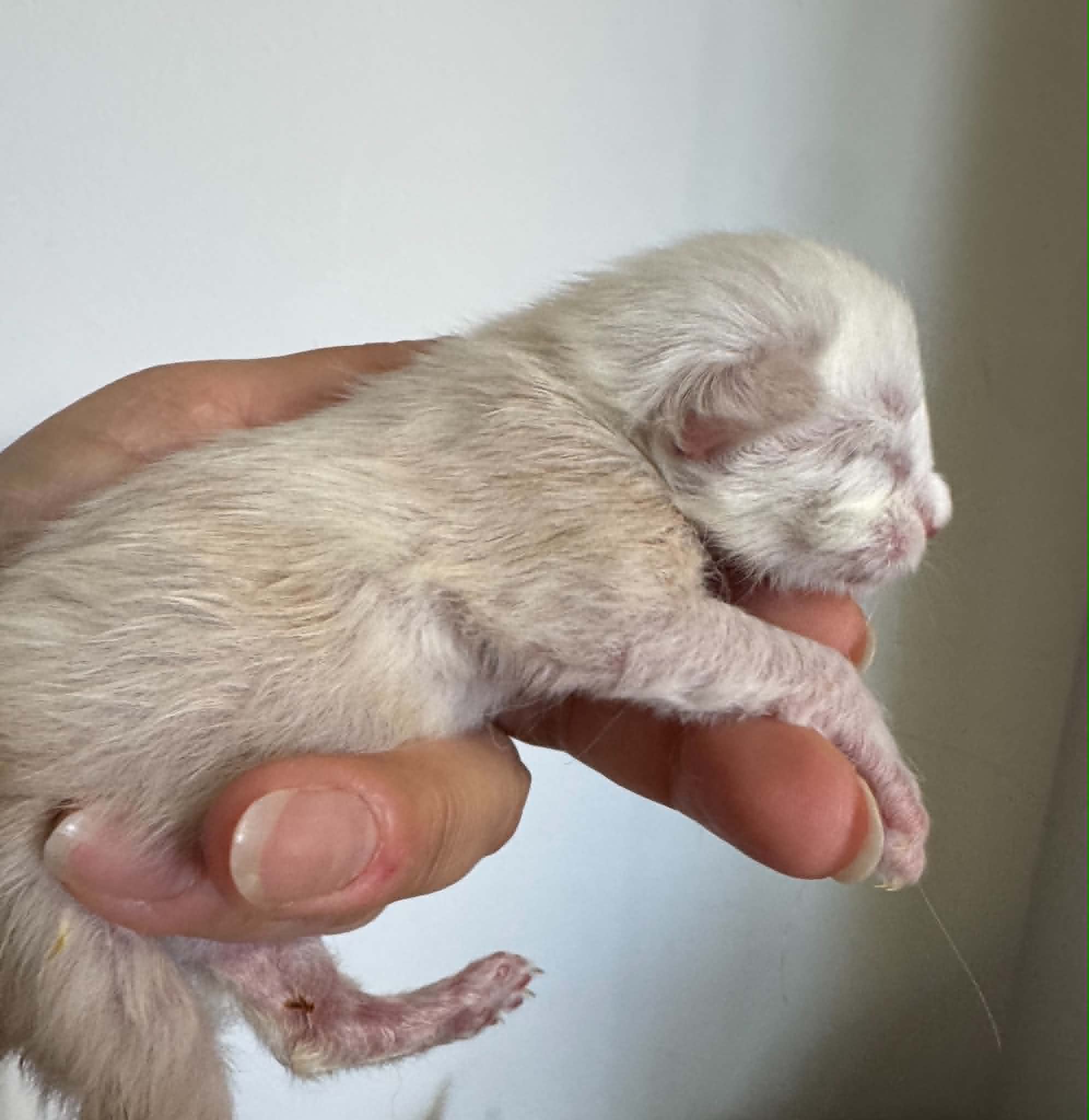 RENGAR, crème chinchilla (es12)