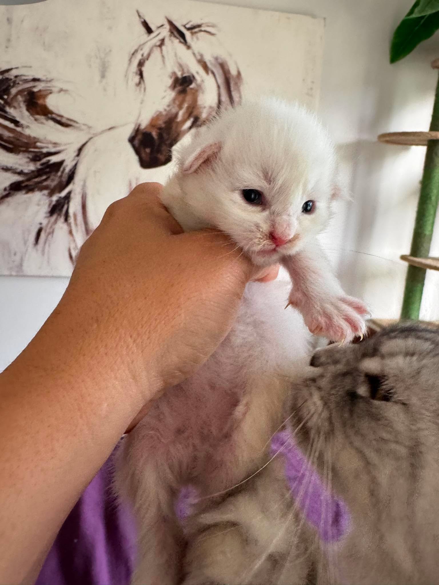 RENGAR, crème chinchilla (es12)