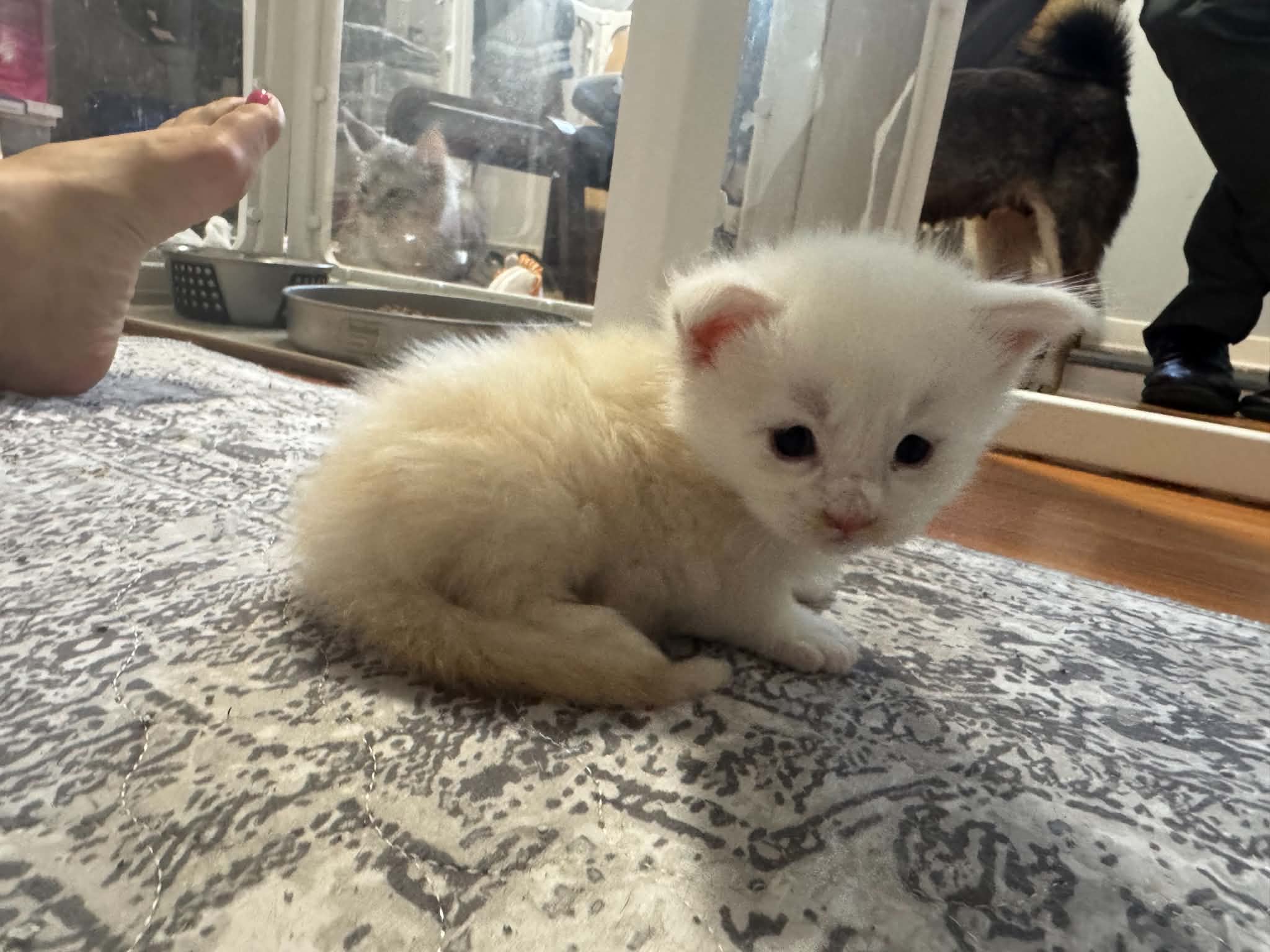 RENGAR, crème chinchilla (es12)