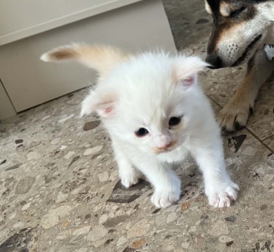 RENGAR, crème chinchilla (es12)