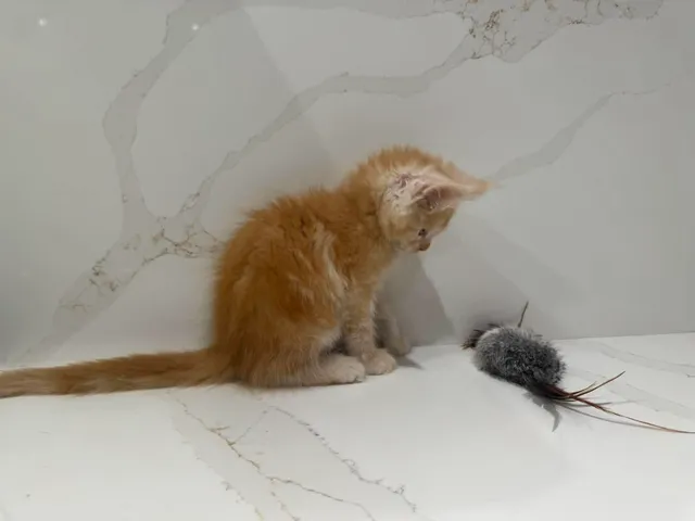 GARFIELD, red silver mackerel tabby (ds23)
