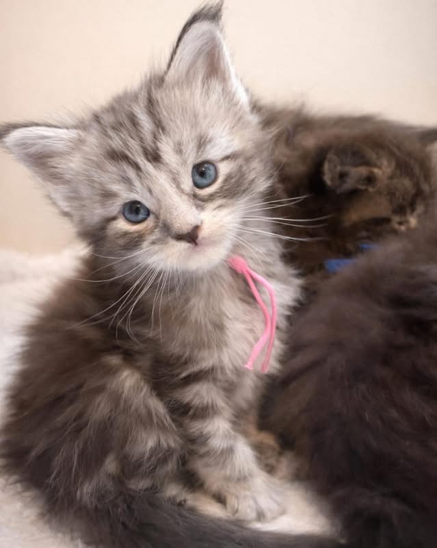 Iris, blue tabby and white, blue eyes, a09-11-61 