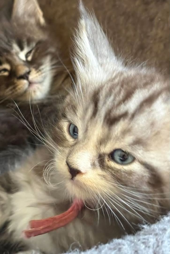 Iris, blue tabby and white, blue eyes, a09-11-61 