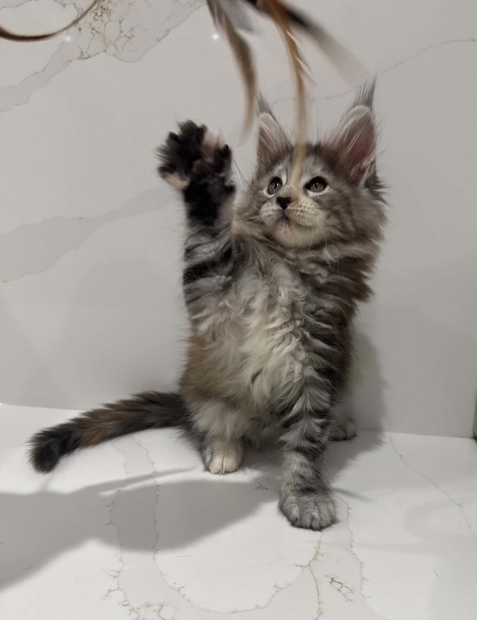 MARCELINE, black silver torbie (fs22)