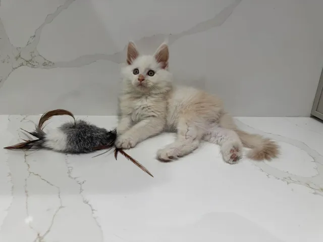 RENGAR, crème chinchilla (es 12)